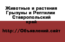 Животные и растения Грызуны и Рептилии. Ставропольский край